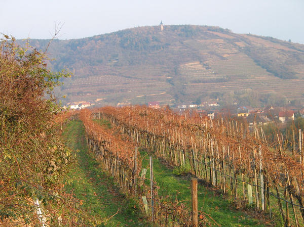 Heiligenstein mit Aussichtsturm
Im Vordergrund die Weinstöcke vom Weingut Karl Baumgartner am Seeberg. Der andere Weinberg ist der bekannte Heiligenstein mit seiner Aussichtsplattform.