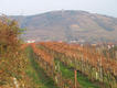 Langenlois Weintaufe 2001