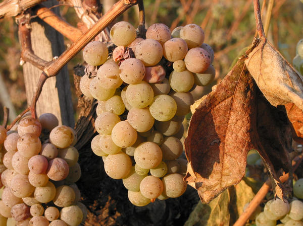 Spätlese: Makroaufnahme von Weintrauben
Das Makrophoto zeigt die Weintrauben für den Urgestein Riesling am 11.November 2001. Noch 2 Wochen bis zum geplanten Erntetermin.