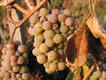 Spätlese: Makroaufnahme von Weintrauben