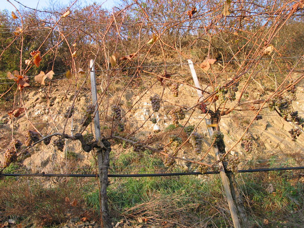 Seeberg: Ideal für den Urgestein Riesling
Terrasse für Terrasse wurden mit viel Aufwand Weinstöcke gepflanzt und mit einer Bewässerungsanlage versehen. Dazwischen steile Hänge mit bloßen Felsgestein.