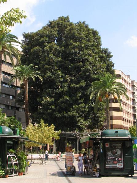 The oldest tree in Murcia on the place Santo Domingo
So one would have expected a tree rather in moist Germany than in the sunny south of Spain. It is the dominating appearance on the place Santo Domingo.