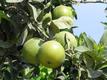 Unreife Orangen am Baum
Die grünlichen Früchte zeigen eindeutig: Am 18 September ist in Südspanien nicht die Erntezeit für Orangen.
