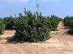 Orangenplantage in Murcia
Wenige km vom neuen Golfresort Mar Menor entfernt befindet sich eine Orangenplantage. Mitte September sind die Früchte noch unreif.